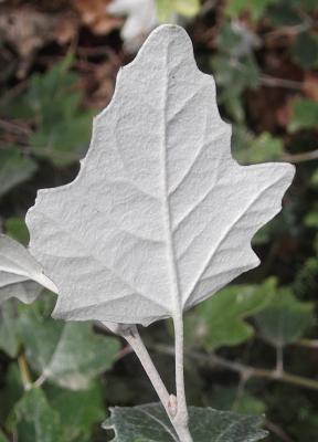 Peuplier blanc Populus alba L., 1753