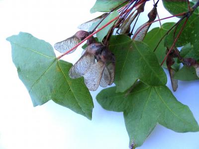 Érable de Montpellier, Agas, Azerou Acer monspessulanum L., 1753