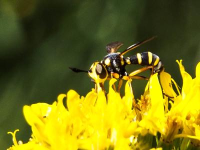  Conops scutellatus Meigen, 1804