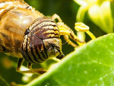  Eristalinus taeniops (Wiedemann, 1818)