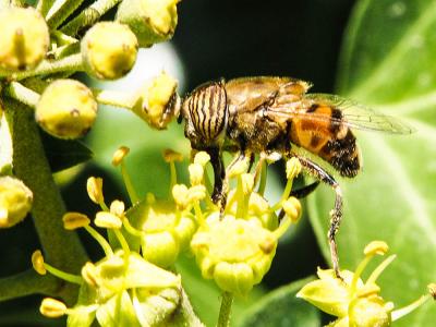  Eristalinus taeniops (Wiedemann, 1818)