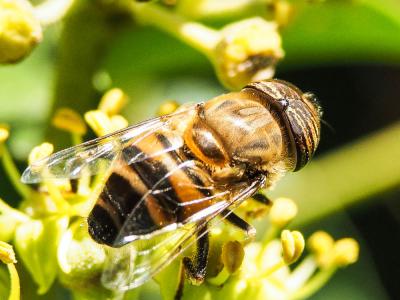  Eristalinus taeniops (Wiedemann, 1818)