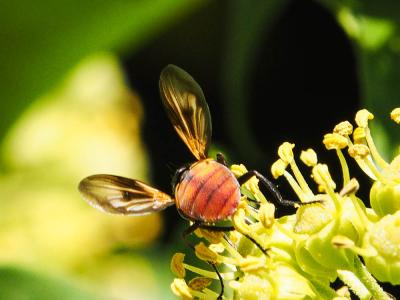  Ectophasia oblonga (Robineau-Desvoidy, 1830)