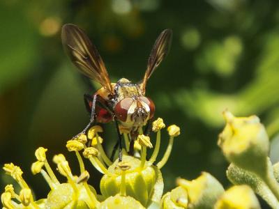  Ectophasia oblonga (Robineau-Desvoidy, 1830)
