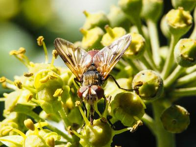  Ectophasia oblonga (Robineau-Desvoidy, 1830)