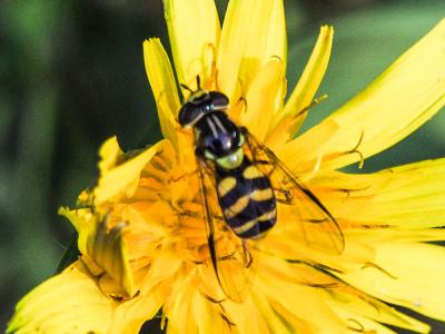  Dasysyrphus albostriatus (Fallén, 1817)
