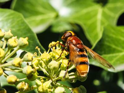  Volucella inanis (Linnaeus, 1758)