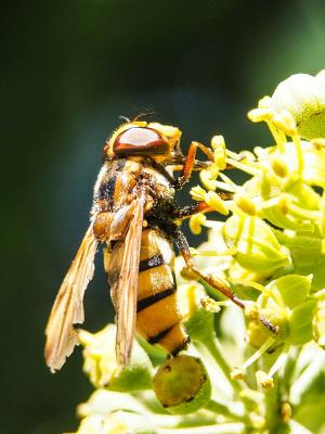  Volucella inanis (Linnaeus, 1758)