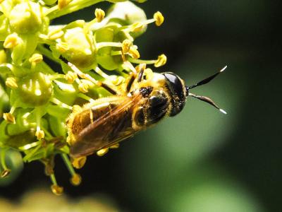  Callicera macquarti Rondani, 1844
