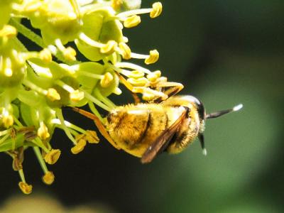  Callicera macquarti Rondani, 1844