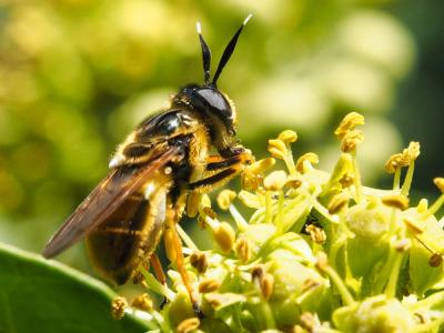  Callicera macquarti Rondani, 1844