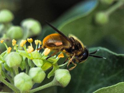  Callicera macquarti Rondani, 1844