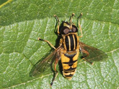  Helophilus pendulus (Linnaeus, 1758)