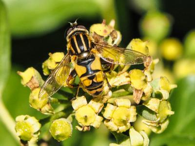  Helophilus pendulus (Linnaeus, 1758)