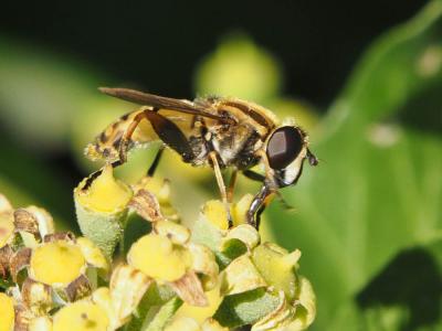  Helophilus pendulus (Linnaeus, 1758)