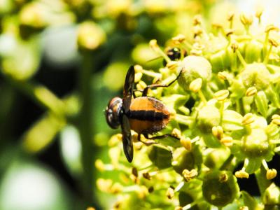  Ectophasia oblonga (Robineau-Desvoidy, 1830)