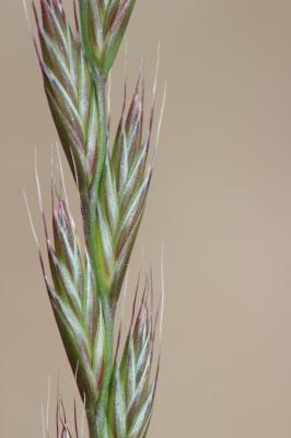 Ivraie multiflore, Ray-grass d'Italie Lolium multiflorum Lam., 1779