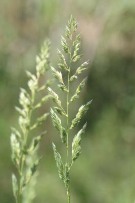 Baldingère faux-roseau, Fromenteau Phalaris arundinacea L., 1753