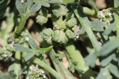 Corne-de-cerf didyme Lepidium didymum L., 1767