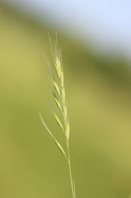Vulpie queue-d'écureuil, Vulpie faux Brome Vulpia bromoides (L.) Gray, 1821