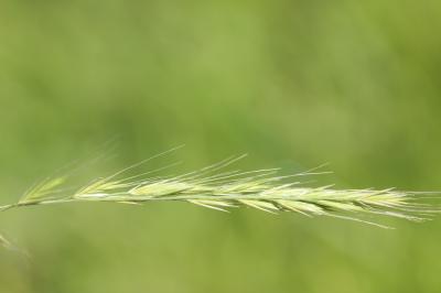 Vulpie queue-d'écureuil, Vulpie faux Brome Vulpia bromoides (L.) Gray, 1821