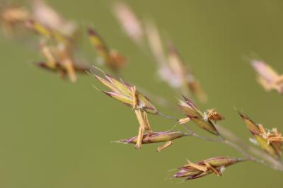 Fétuque rouge Festuca rubra L., 1753