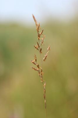 Fétuque rouge Festuca rubra L., 1753