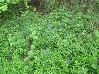 Thé d'Europe Buglossoides purpurocaerulea (L.) I.M.Johnst., 1954