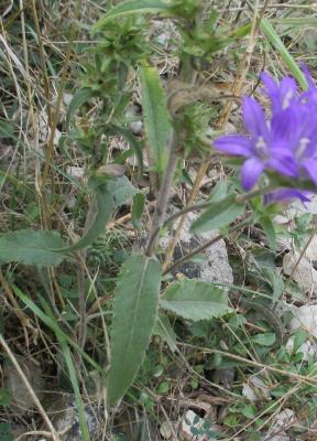 Campanule agglomérée Campanula glomerata L., 1753