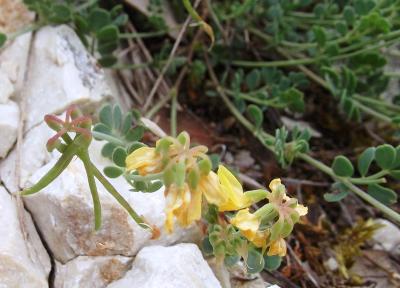 Coronille naine, Coronille mineure Coronilla minima L., 1756