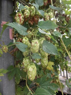Houblon grimpant Humulus lupulus L., 1753