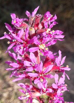 Salicaire commune, Salicaire pourpre Lythrum salicaria L., 1753