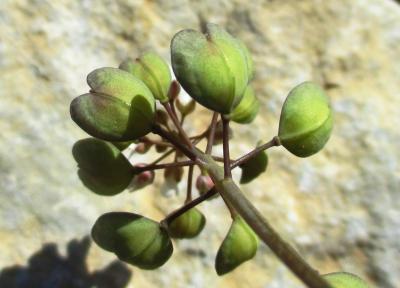 Tabouret perfolié Microthlaspi perfoliatum (L.) F.K.Mey., 1973