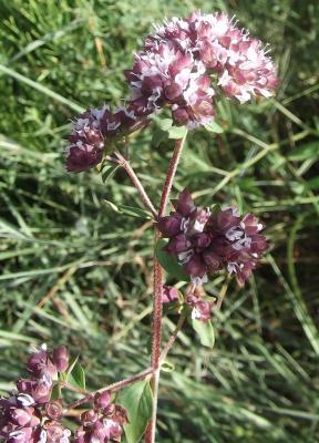 Origan commun Origanum vulgare L., 1753