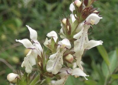 Épiaire droite Stachys recta L., 1767
