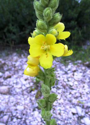 Molène bouillon-blanc, Herbe de saint Fiacre Verbascum thapsus L., 1753