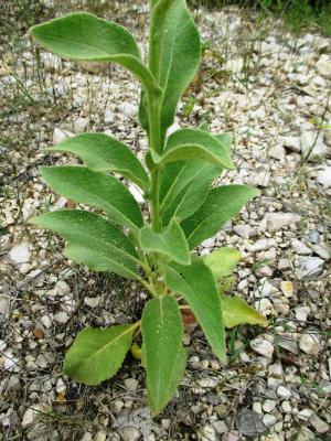 Molène bouillon-blanc, Herbe de saint Fiacre Verbascum thapsus L., 1753