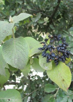 Viorne mancienne Viburnum lantana L., 1753