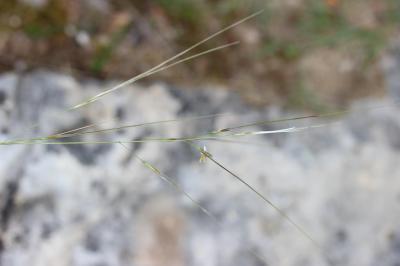 Stipe d'Offner Stipa offneri Breistr., 1950