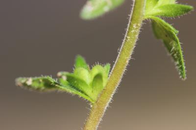 Véronique des champs, Velvote sauvage Veronica arvensis L., 1753