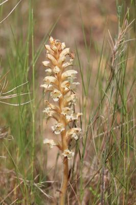 Orobanche violette, Orobanche du Panicaut Orobanche amethystea Thuill., 1799