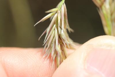 Mélique ciliée Melica ciliata L., 1753