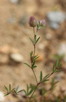 Trèfle des champs, Pied de lièvre, Trèfle Pied-de- Trifolium arvense L., 1753