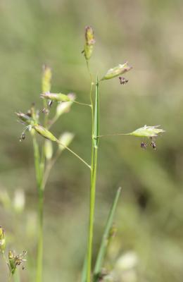 Danthonie, Sieglingie retombante Danthonia decumbens (L.) DC., 1805