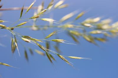 Trisète commune, Avoine dorée Trisetum flavescens (L.) P.Beauv., 1812