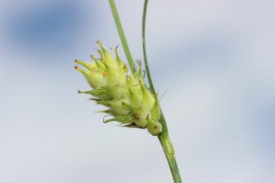 Laîche hérissée Carex hirta L., 1753