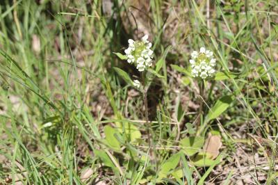 Brunelle commune, Herbe au charpentier Prunella vulgaris L., 1753