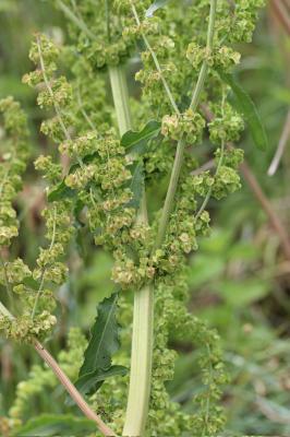 Patience à crêtes, Rumex à crêtes Rumex cristatus DC., 1813
