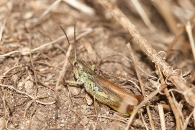 Criquet des adrets, Criquet des soulanes Chorthippus apricarius (Linnaeus, 1758)