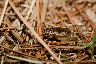 Grillon testacé, Grillon de montagne Eugryllodes pipiens (Dufour, 1820)